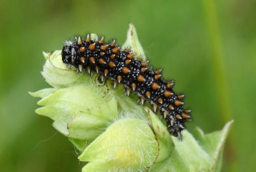 Réf. 333 114 : Melitaea athalia